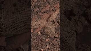 Som ET - 58 - Mars - Perseverance Sol 477 #shorts