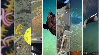Expedition Overview: ECOGIG in 60 Seconds