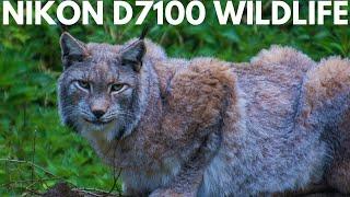 Nikon D7100  Wildlife Photography - Image Quality