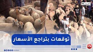 بعد قرار استيراد مليون رأس من الماشية.. سعر الأضحية يتجه للتراجع إلى نحو 50 ألف دج