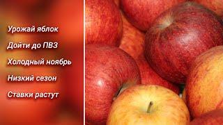 Почему дешевеют яблоки? // Ноябрь будет холодным // Банки повышают ставки