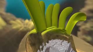 How Do Corals Build Reefs? | California Academy of Sciences