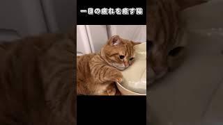 一日の疲れを癒す猫