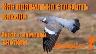 Как стрелять голубя вяхиря? НОВЫЕ ВИДЕОПРИМЕРЫ!!!