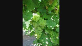 Fine Wines of New Mexico