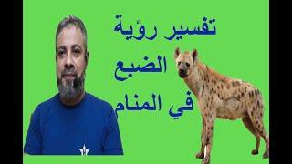 تفسير رؤية الضبع للعزباء والمتزوجة والحامل والرجل في المنام/ اسماعيل الجعبيري