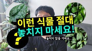 놓쳐서는 안 될 키우기 쉬운 싱싱한 관엽식물종류