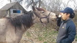 ЗАЕЗДКА ЛОШАДИ. Первый раз седлаем Бухару.