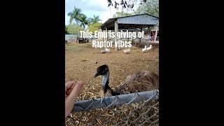 Is This Emu Actually A Raptor? #jurassicpark #farmlife