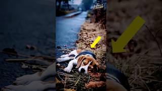 Rescue Story of a Sick Beagle Puppy - Emotional Video