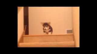 Maggie the Corgi Learns About Stairs