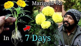 How to grow Marigold in 7 days without soil at home |  सात दिनों में गेंदा कैसे उगाएं | गेंदे का फूल