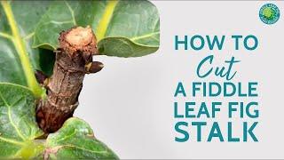 Fiddle Leaf Fig Too Big? How To Cut + Revive An Overgrown Stalk | Fiddle Leaf Fig Plant Resource