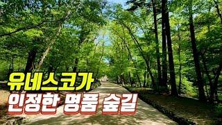  560년동안 국가에서 엄격하게 관리해온 숲! 국립수목원 환상의 힐링 트레킹코스/대중교통 당일치기 여행