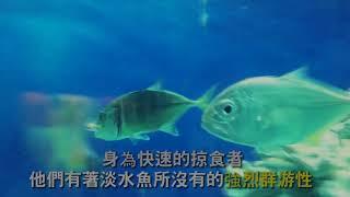 「數百日的心血結晶」純淡水牛港鰺、六帶鰺、巴布亞鰺！淡化！