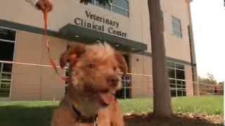WesternU College of Veterinary Medicine: Pet Health Center (2013)