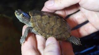 Ep. 91 - Mississippi map turtle. Testoasa de apa: necesitati si costuri