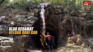 3 Men See Giant Snake Appearing as Big as Tree Coming Out of Cave...