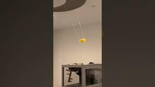 A butter flying in my room