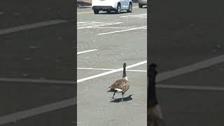 Talk to me goose