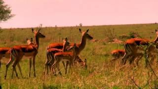 Kenya Safari - National Parks and Reserves