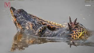 Death Match! Wildlife Photographer Captures Gruesome Fight Between Anaconda & Croc Relative!