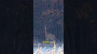 An Average Morning Deer Hunt With a Rifle!