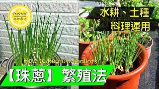 《珠蔥》繁殖法 | How To Regrow Shallots | Gardening | Tips