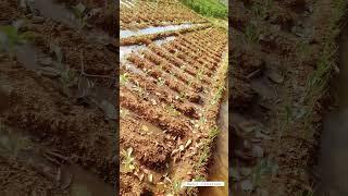 #short #video