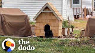 Couple Builds Stray Cat The Coziest House Ahead of Winter | The Dodo