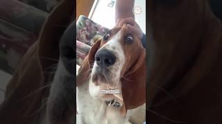 Basset Hound The Laziest Dog Breed In The World #shorts