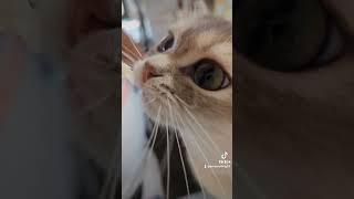 How to enjoy a snack #catvideos #kitty #cute #cuteanimal #snackvideo