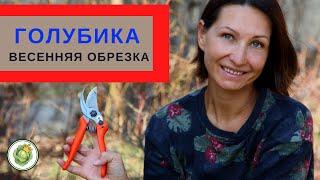 Как обрезать голубику весной //Правила и приемы обрезки