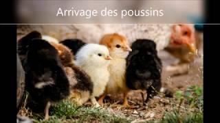 Arrivage des poussins