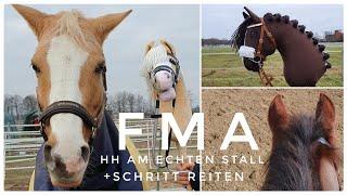 FMA am Stall /Ponys geimpft/ Hobbyhorses mit in den Stall nehmen