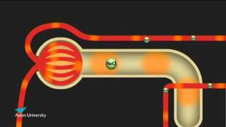 The Kidney & the Counter Current Multiplier: Pharmacology teaching at Aston University