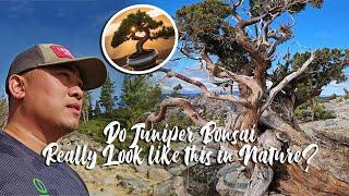 Bonsai Inspiration in Nature - Field Study of Sierra Junipers