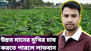 উন্নত মানের মুখির চাষ করতে পারলে লাভবান | It is profitable to cultivate high-quality mukhi.