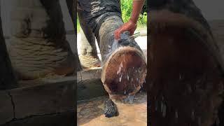 Asian elephant conservation _ Elephant Protection | A Story of Hope and Redemption