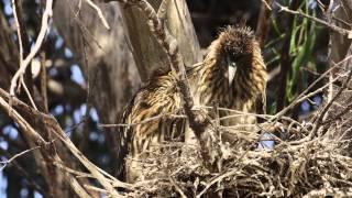 Black-crowned Night Heron Nestlings