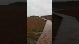 Сестрорецкое болото