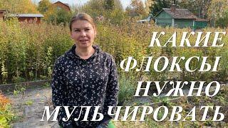 Какие флоксы надо мульчировать осенью и немного о том, как их обрезать