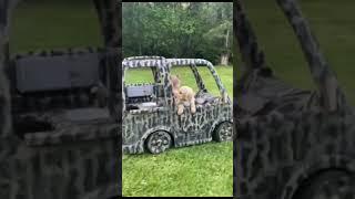 #barbiecamper #camolife #hunting #powerwheels #goldenretrieverpuppy #outdoorlifestyle #beardsandbows