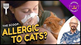 All you need to know about cat allergies & what you can do about them!