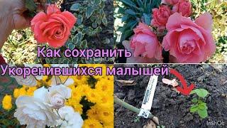 Черенкование роз -как сохранить малышей зимой; Цветение последних Розовых ласточек 