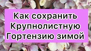 Как сохранить крупнолистную гортензию зимой ? Ссылка на теле канал в описании