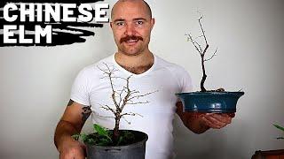 Pruning and root pruning Chinese Elm Bonsai | Bonsai For Beginners