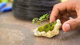 Make a mini bonsai at home