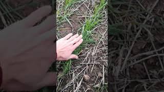 Всходы получены. Первый опыт No-till.