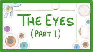 GCSE Biology - How the Eye Works (Part 1) - Structure of the Eye & Iris Reflex  #31